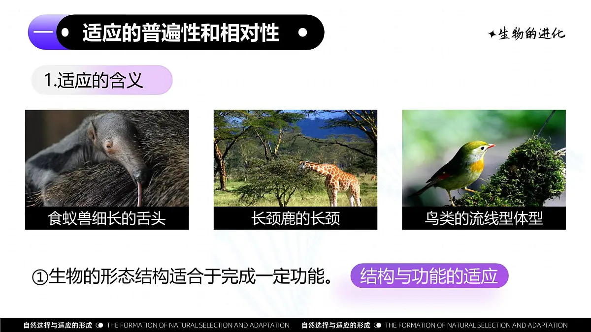 6.2 自然选择与适应的形成(教学课件)-2024-2025学年高一生物(人教版2019必修2)第6页