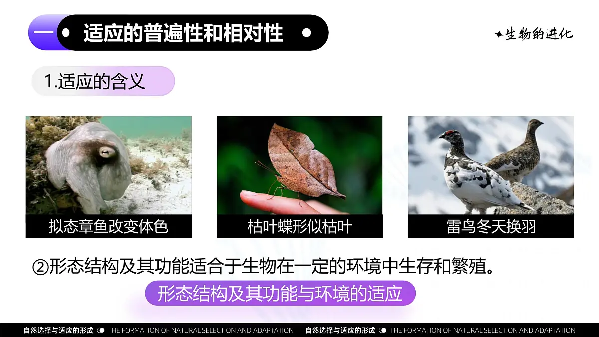 6.2 自然选择与适应的形成(教学课件)-2024-2025学年高一生物(人教版2019必修2)第7页