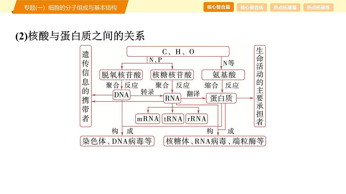 2025年高考生物二轮专题复习课件 01 第一部分 模块一 专题(一) 细胞的分子组成与基本结构第8页