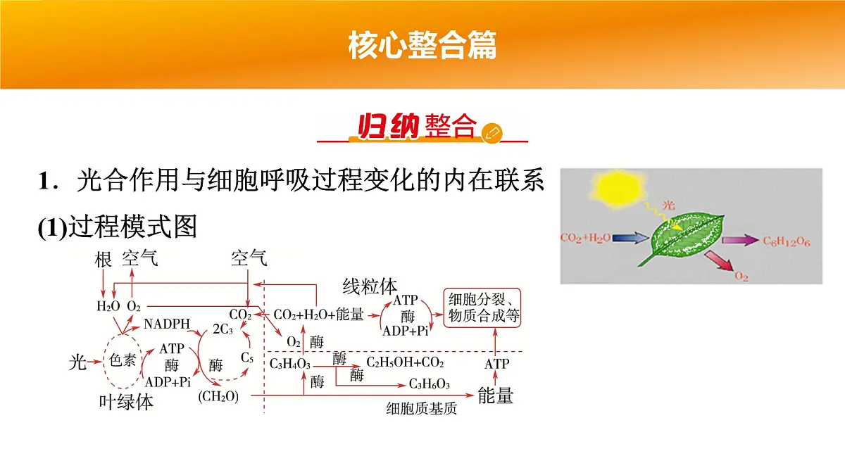 2025年高考生物二轮专题复习课件 03 第一部分 模块一 专题(三) 光合作用和细胞呼吸第4页