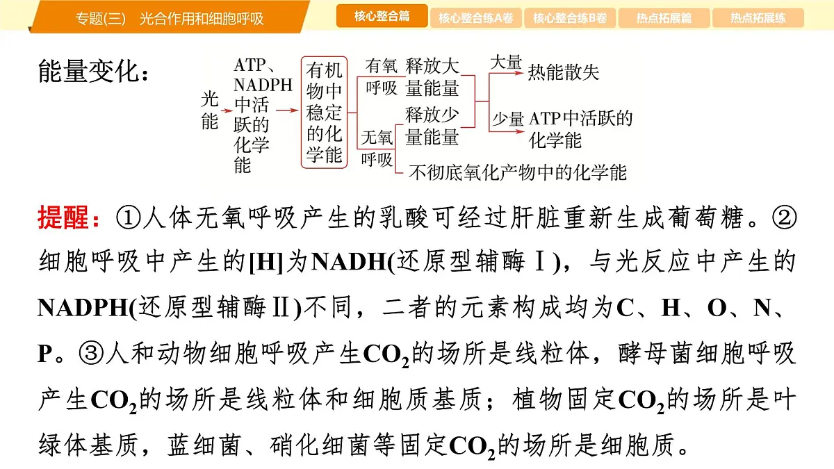 2025年高考生物二轮专题复习课件 03 第一部分 模块一 专题(三) 光合作用和细胞呼吸第6页