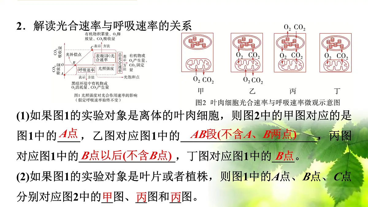 2025年高考生物二轮专题复习课件 03 第一部分 模块一 专题(三) 光合作用和细胞呼吸第7页