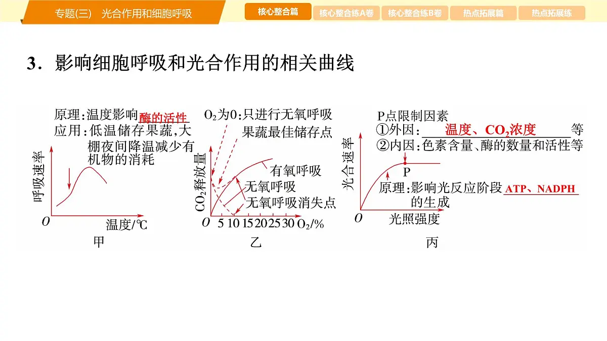 2025年高考生物二轮专题复习课件 03 第一部分 模块一 专题(三) 光合作用和细胞呼吸第8页