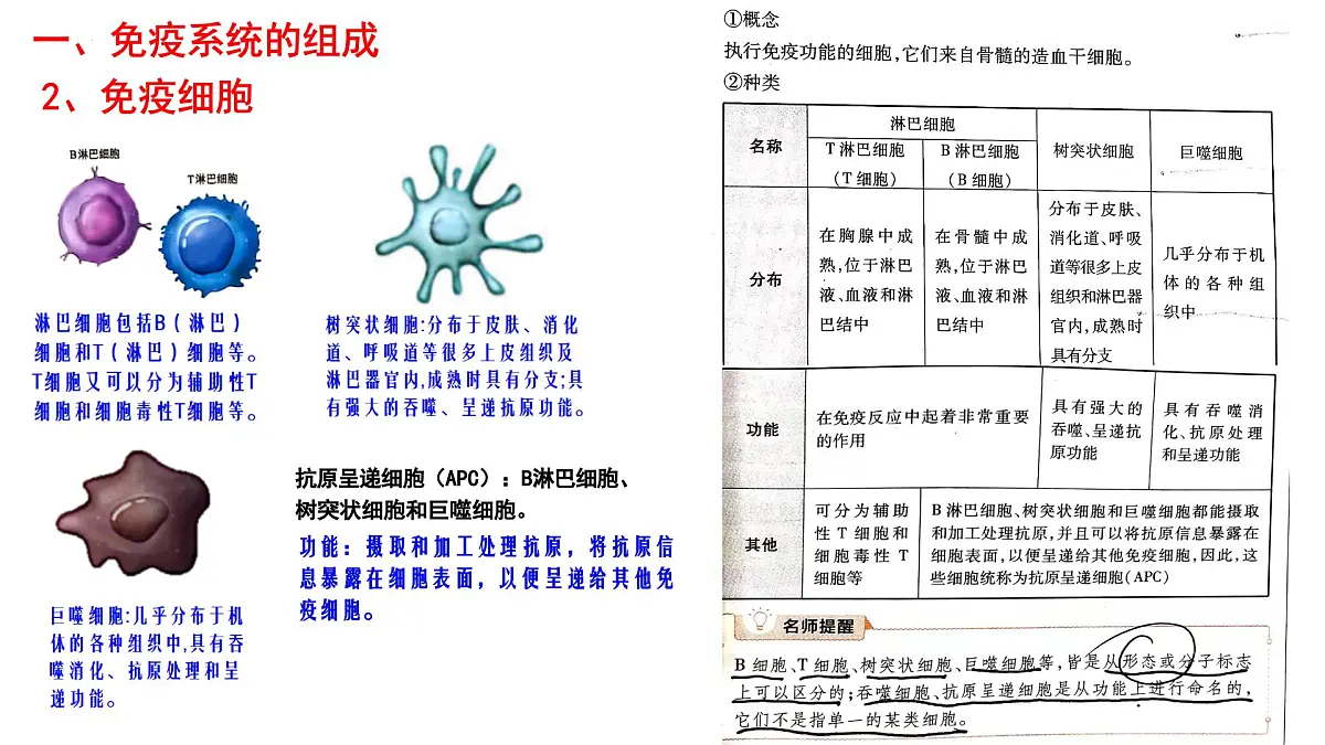 2025届高三生物一轮复习课件:免疫调节+第4页