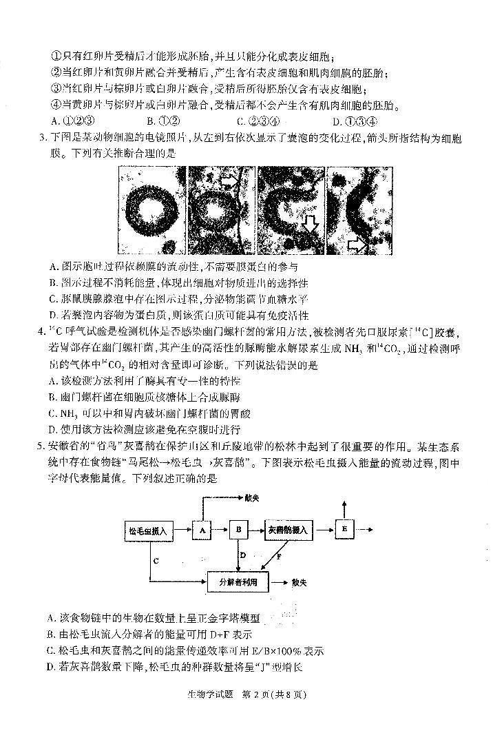 2024届安徽省合肥市高三一模生物试卷(含答案)第2页