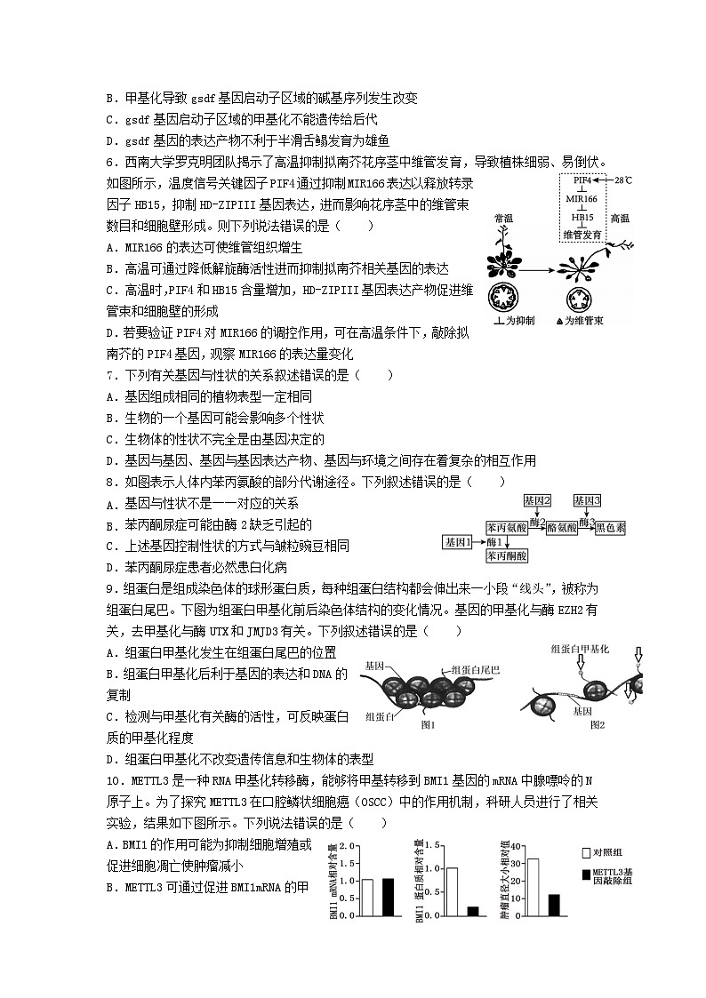 高中人教版生物必修2同步作業(yè)及答案-第4章 第2節(jié) 基因表達與性狀的關(guān)系第2頁