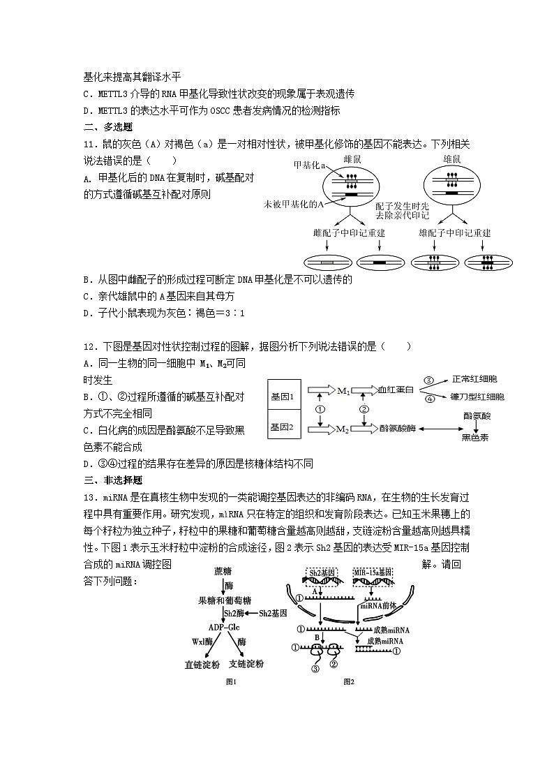 高中人教版生物必修2同步作業(yè)及答案-第4章 第2節(jié) 基因表達與性狀的關(guān)系第3頁