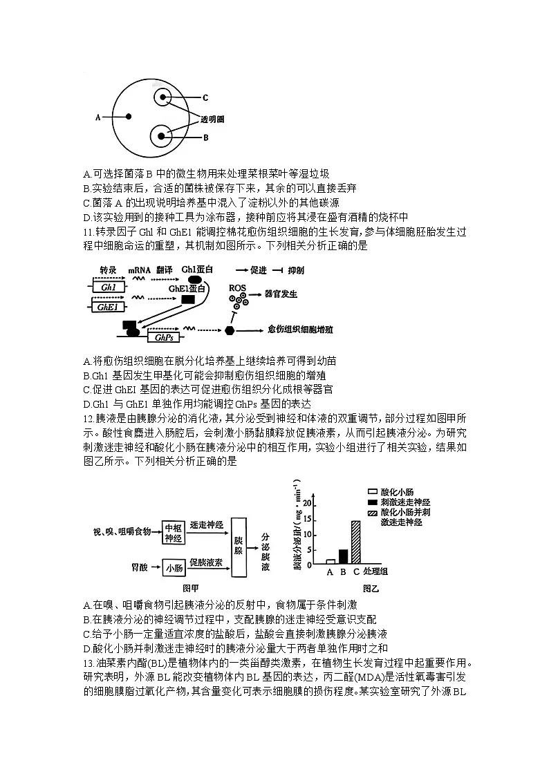 广东省金太阳2024年(届)高三年级下学期5月联考生物试卷(含答案)第3页