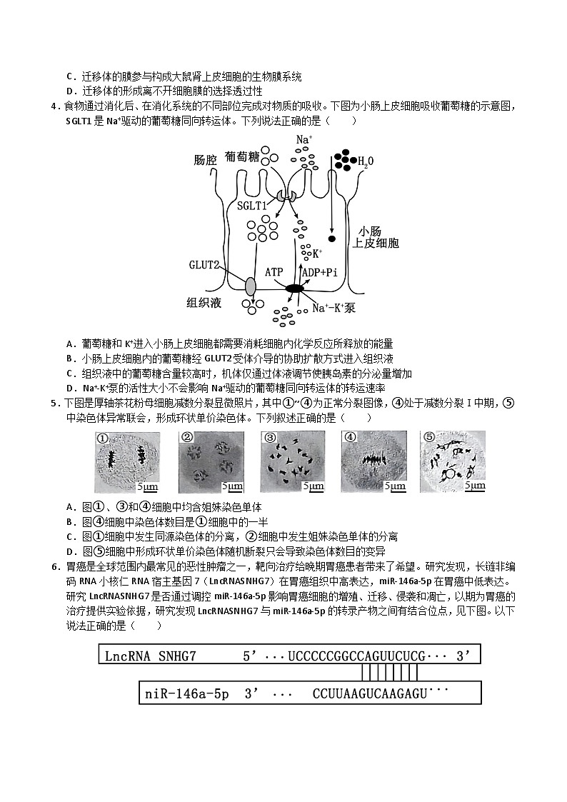 2025年高考押题预测卷:生物(云南卷01)(考试版)第2页