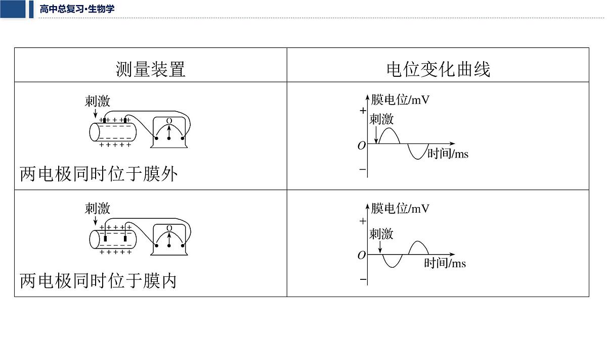 第八单元 2026届高中生物学一轮复习 加强提升课8 兴奋的传导与传递的相关实验探究 课件第3页
