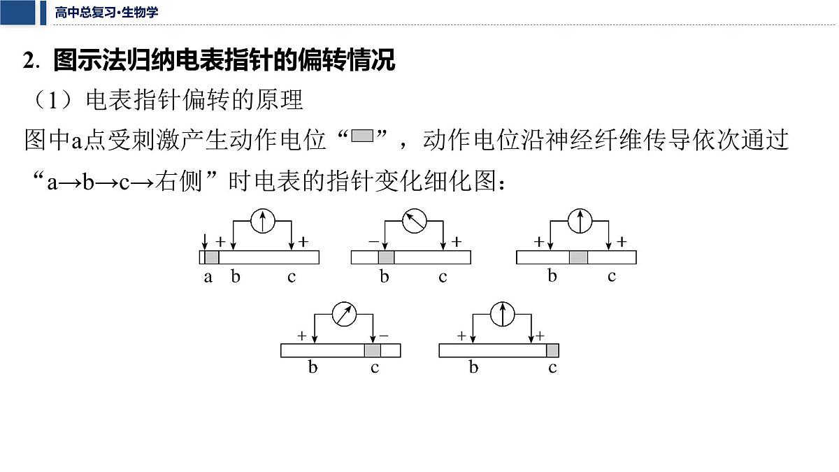 第八单元 2026届高中生物学一轮复习 加强提升课8 兴奋的传导与传递的相关实验探究 课件第4页