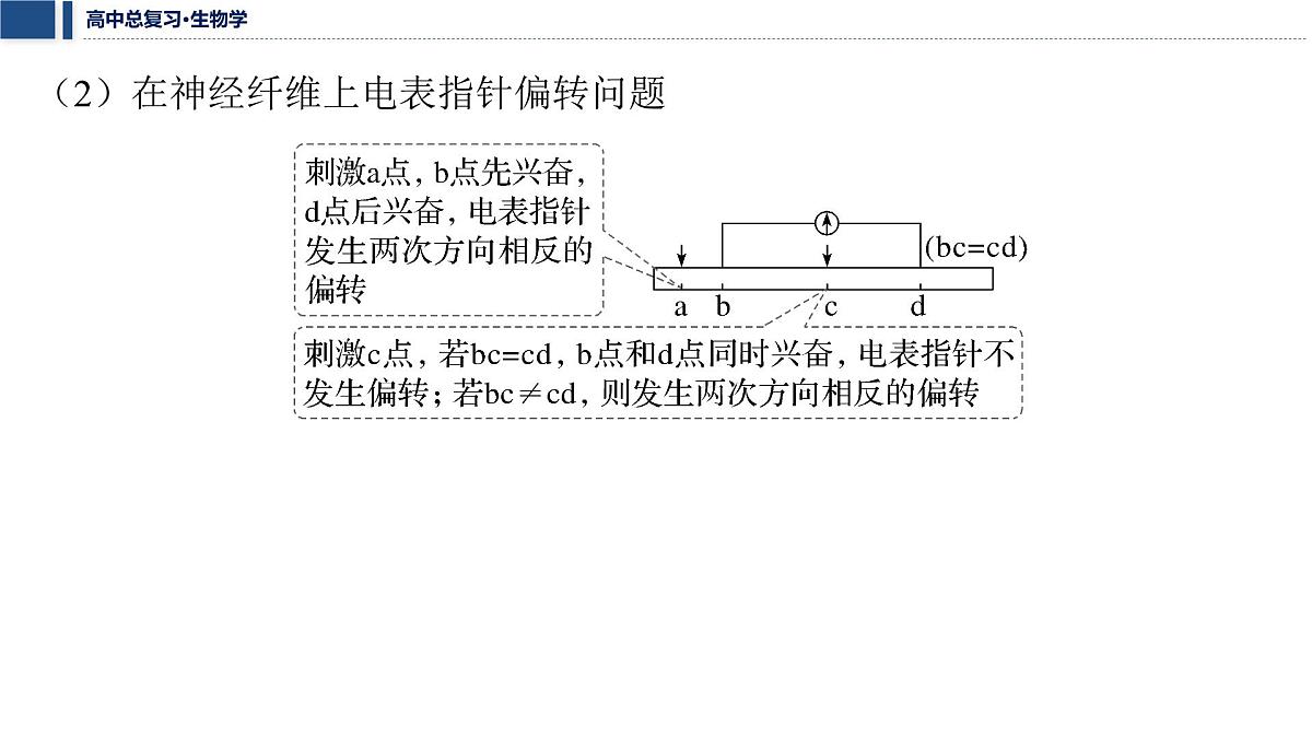第八单元 2026届高中生物学一轮复习 加强提升课8 兴奋的传导与传递的相关实验探究 课件第5页