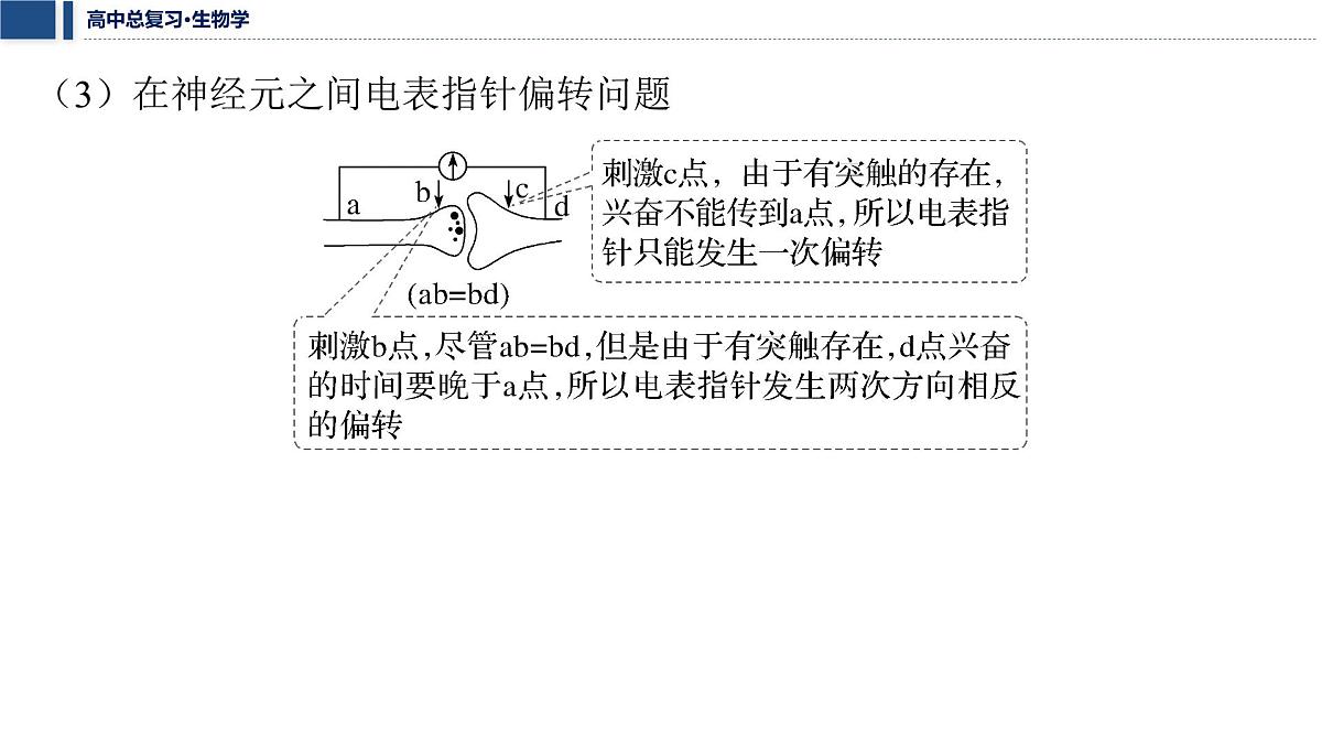 第八单元 2026届高中生物学一轮复习 加强提升课8 兴奋的传导与传递的相关实验探究 课件第6页