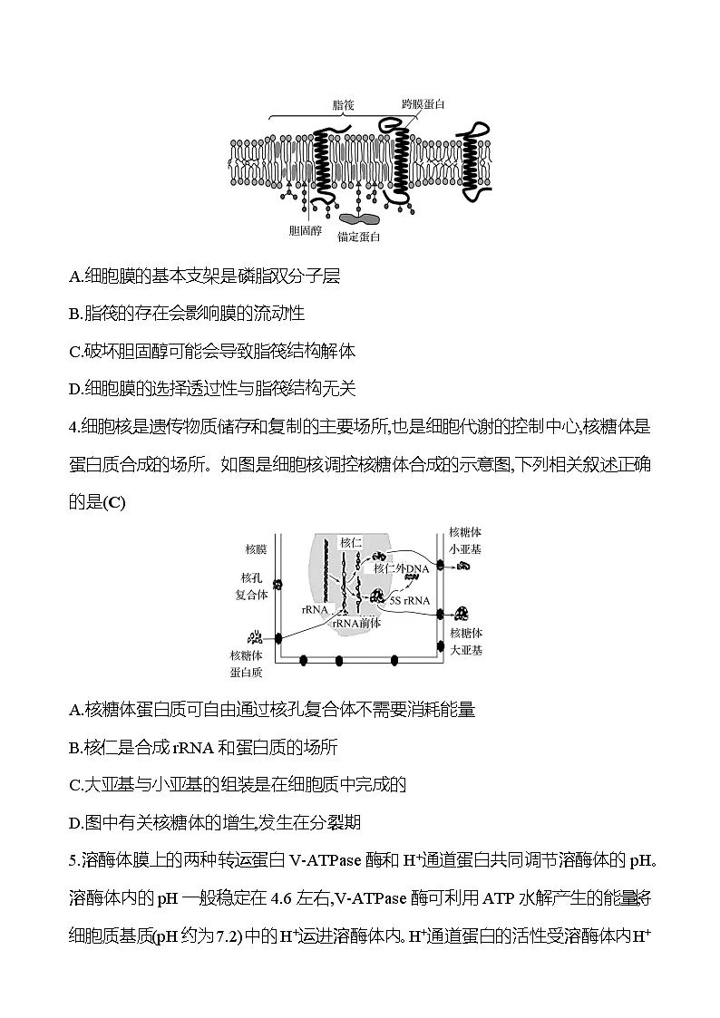 2025版高考生物热点题型与考点专练专题一细胞的分子组成、结构和功能试题(Word版附答案)第2页