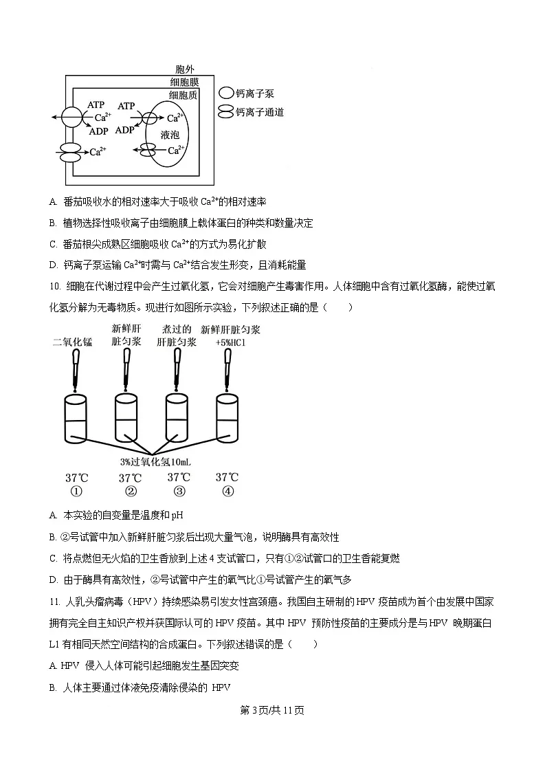 2025届浙江省稽阳联谊学校高三下学期4月模拟生物试题(原卷版)第3页