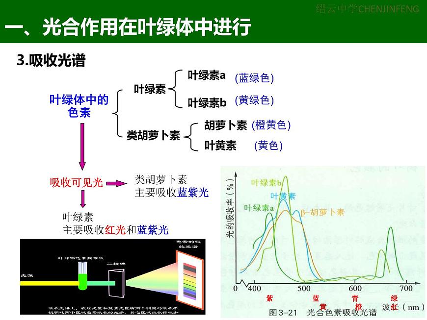 3.5《光合作用將光能轉(zhuǎn)化為化學(xué)能》課件 浙科版高中生物必修一第2頁