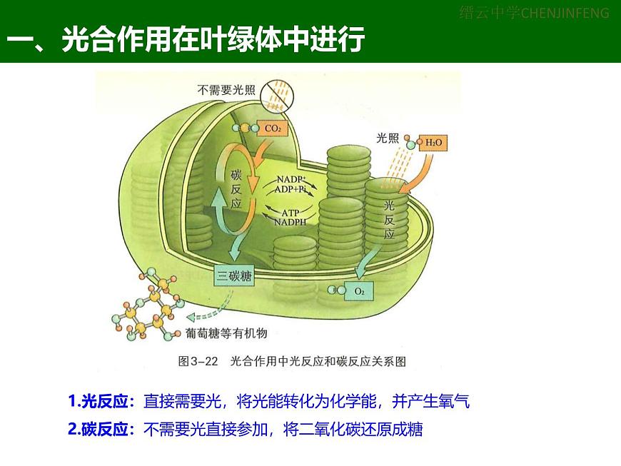 3.5《光合作用將光能轉(zhuǎn)化為化學(xué)能》課件 浙科版高中生物必修一第5頁