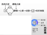 2.1《神經系統(tǒng)是神經調節(jié)的結構基礎》課件 人教版高中生物選擇性必修一