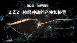 2.2.2《神經沖動的產生和傳導》課件 人教版高中生物選擇性必修一