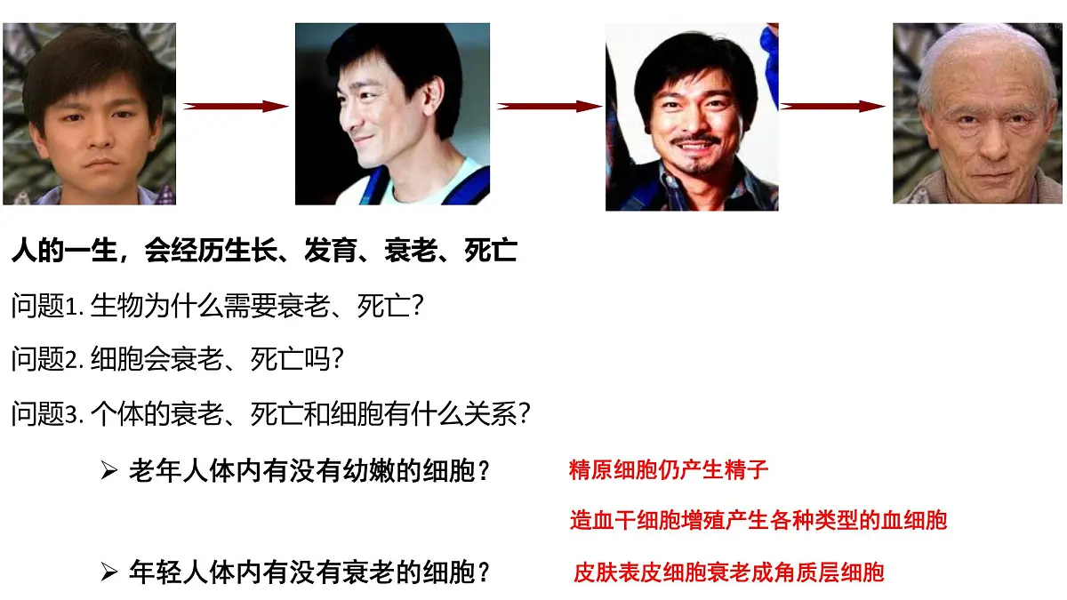 4.3《细胞的衰老和凋亡》课件 人教版高中生物选择性必修1第2页