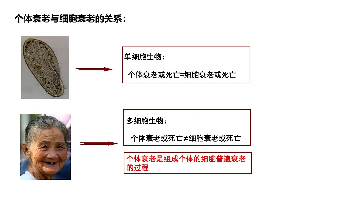 4.3《细胞的衰老和凋亡》课件 人教版高中生物选择性必修1第3页