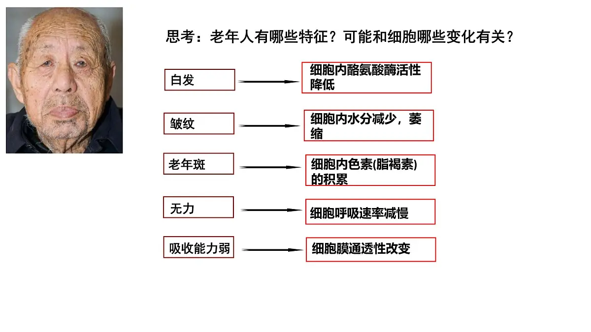 4.3《细胞的衰老和凋亡》课件 人教版高中生物选择性必修1第4页