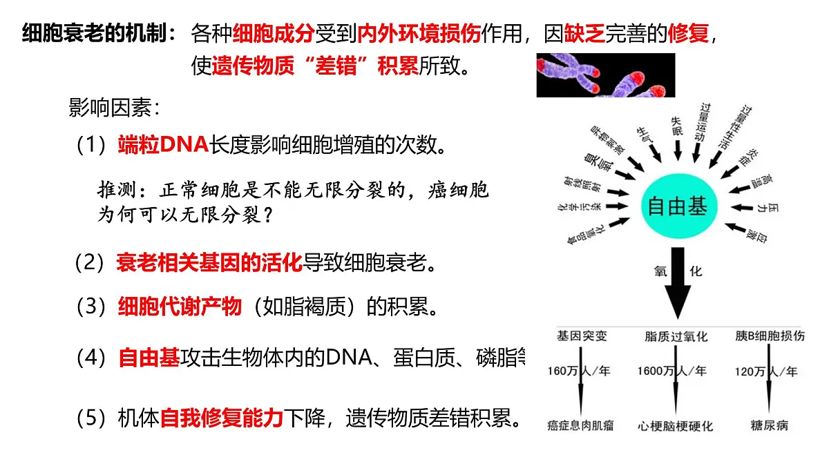 4.3《细胞的衰老和凋亡》课件 人教版高中生物选择性必修1第6页