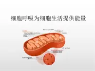 《细胞呼吸为细胞生活提供能量》课件 浙科版高中生物必修1