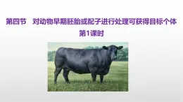 《對動物早期胚胎或配子進(jìn)行處理可獲得目標(biāo)個體》課件 浙科版高中生物選擇性必修3