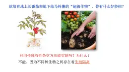 2.2通過體細(xì)胞雜交可獲得新的植物體 課件 高中生物選擇性必修三