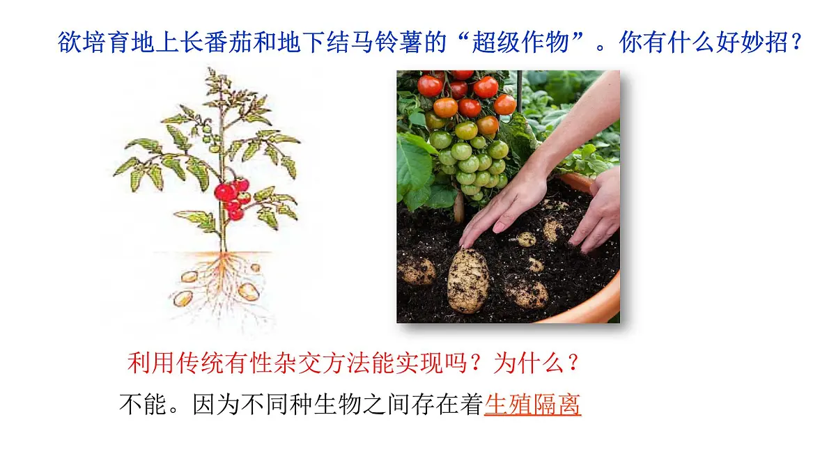 2.2通过体细胞杂交可获得新的植物体 课件 高中生物选择性必修三第1页