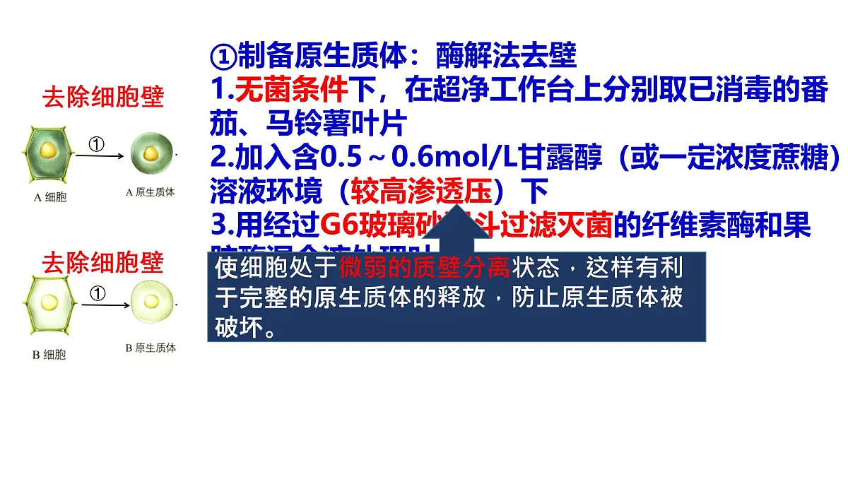 2.2通过体细胞杂交可获得新的植物体 课件 高中生物选择性必修三第4页