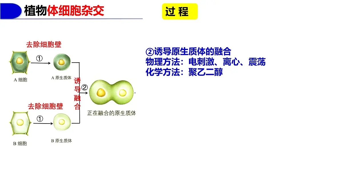 2.2通过体细胞杂交可获得新的植物体 课件 高中生物选择性必修三第8页