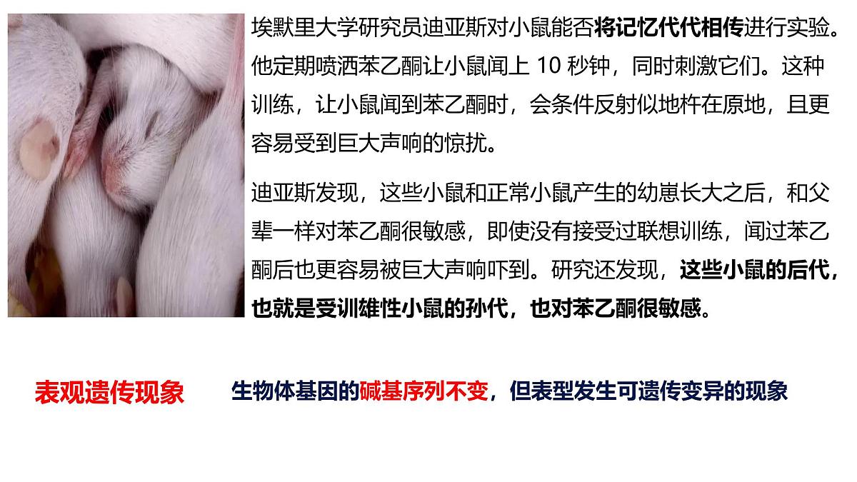 3.5《生物体存在表观遗传现象》课件 人教版高中生物选择性必修2第5页