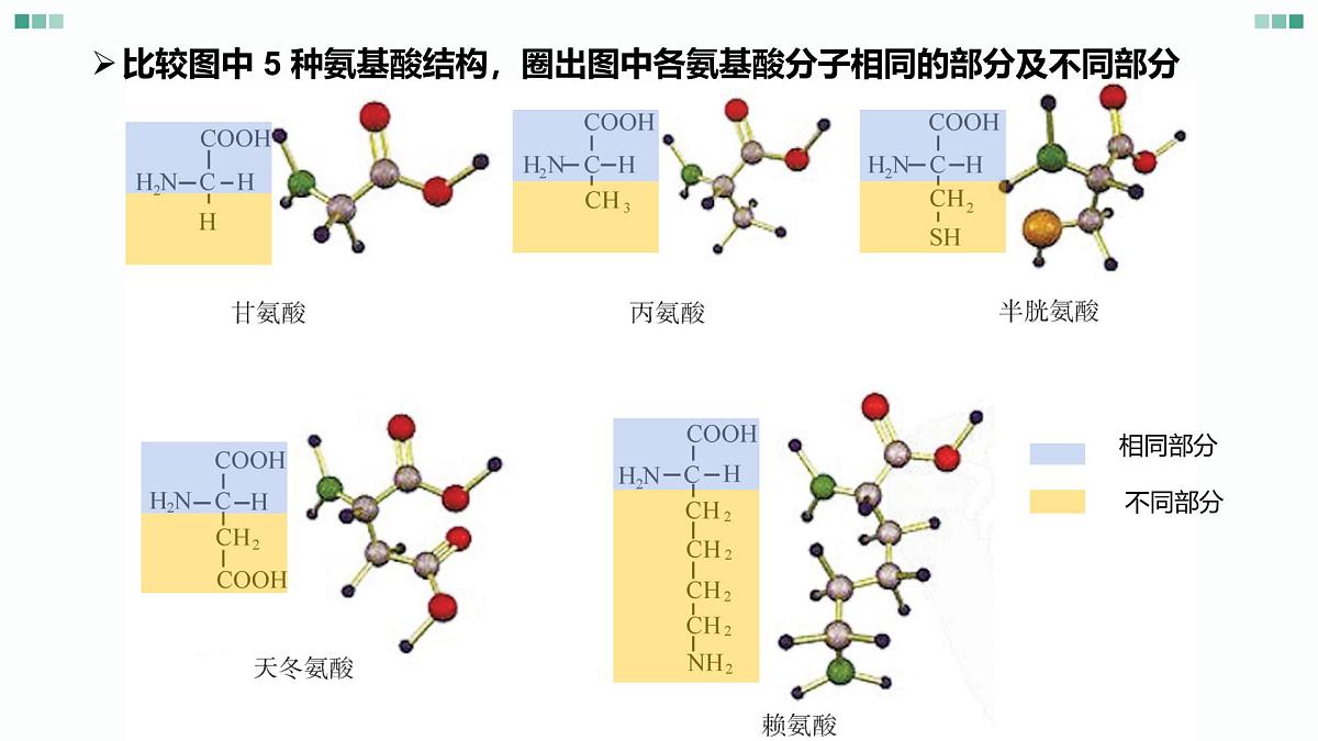 1.1《 细胞的分子组成-蛋白质和核酸》课件 人教版高中生物选择性必修一第3页