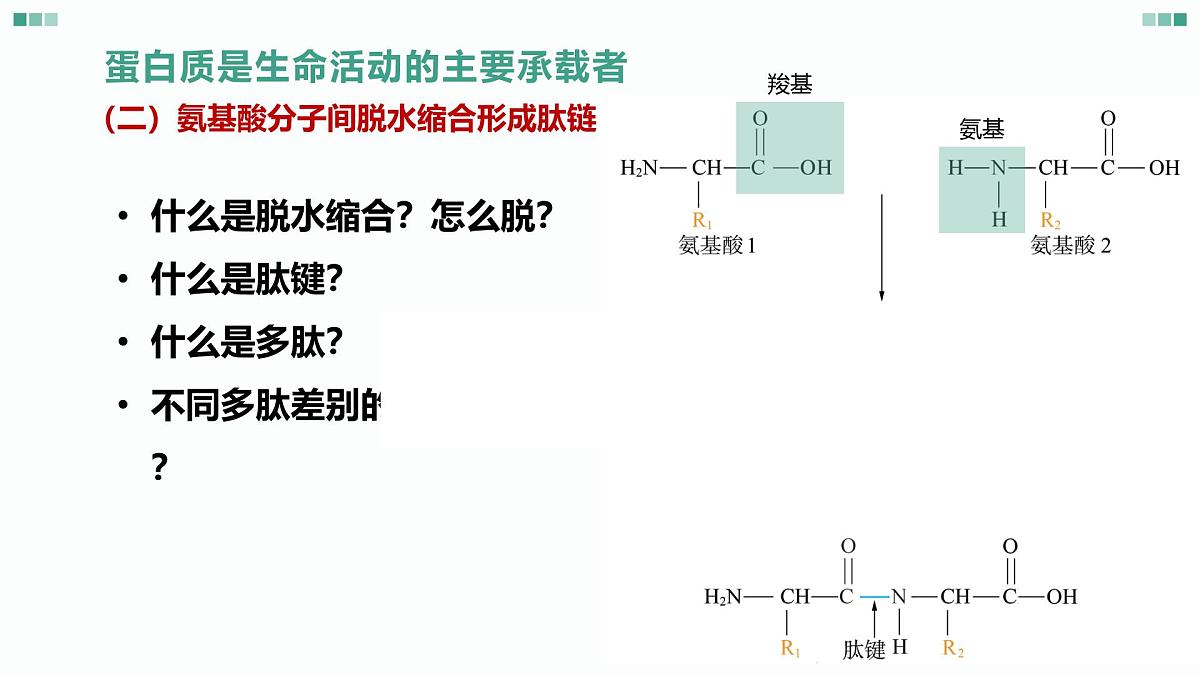 1.1《 细胞的分子组成-蛋白质和核酸》课件 人教版高中生物选择性必修一第6页