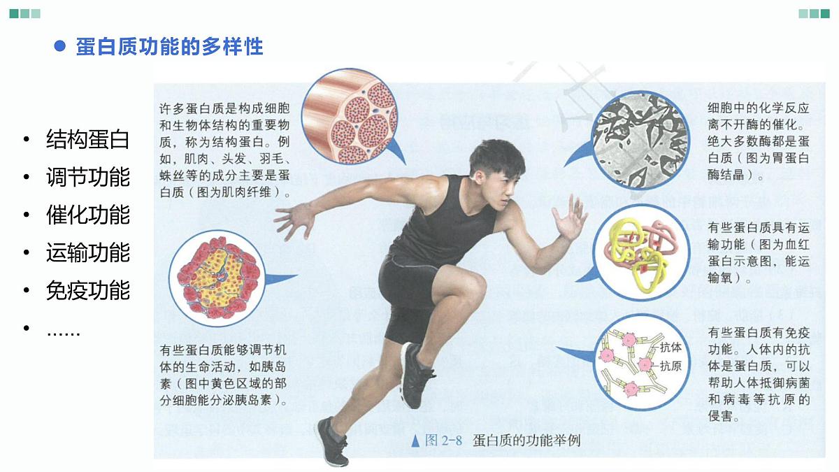 1.1《 细胞的分子组成-蛋白质和核酸》课件 人教版高中生物选择性必修一第7页