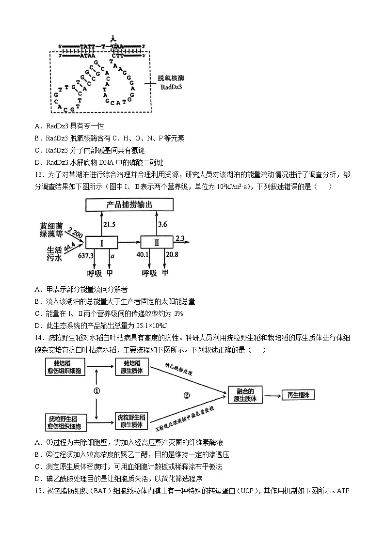浙江省金华十校2024-2025学年高三上学期11月模拟考试生物试题(含答案)第3页