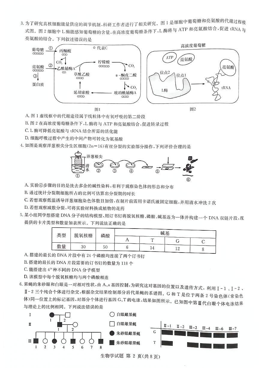 2025届湖南省高三上学期九校联盟第一次联考 生物试卷(含答案)第2页