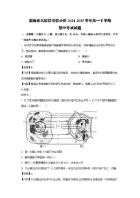 湖南省名校联考联合体2024-2025学年高一下学期期中考试生物试题（解析版）
