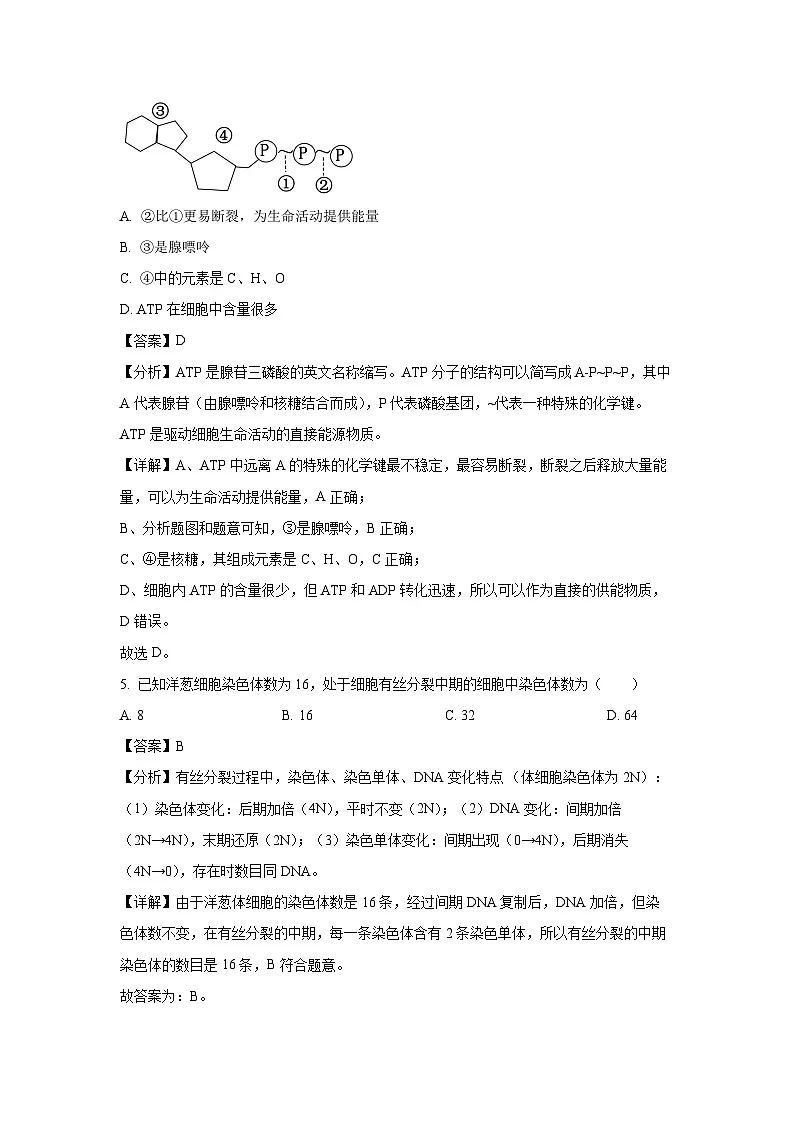 江苏省南通市2023-2024学年高一下学期3月月考生物试卷(解析版)第3页