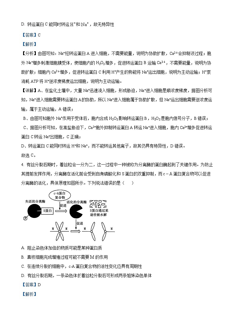 四川师范大学附属中学2025届高三下学期三诊模拟(二)生物答案第3页