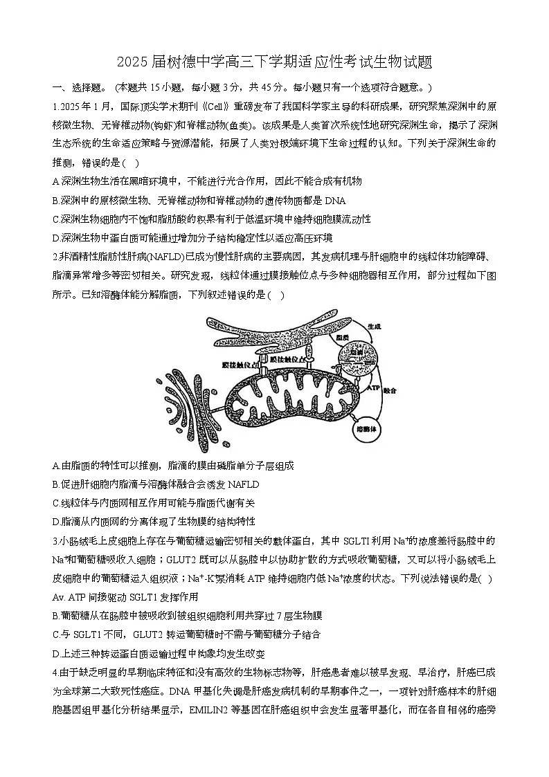 2025届四川省成都市树德中学高三下学期适应性考试生物试题第1页