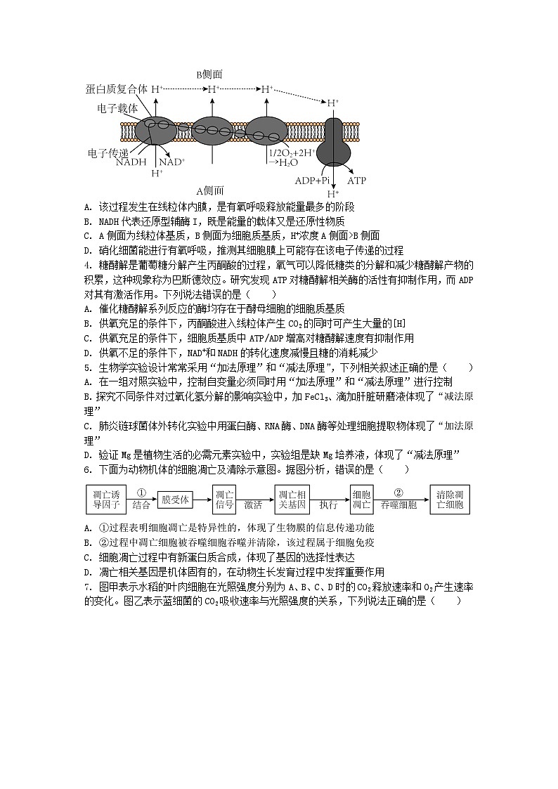 安徽省芜湖市2024_2025学年高三生物上学期10月教学质量诊断测试第2页