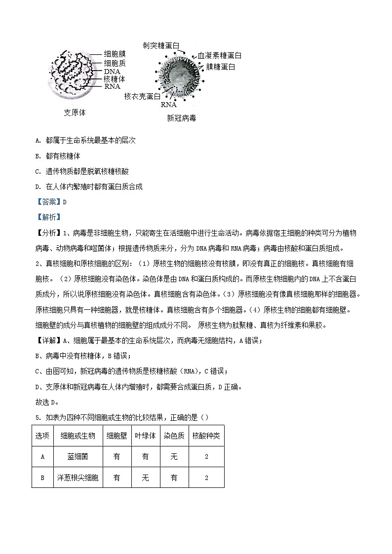 北京市2023_2024学年高一生物10月月考试题含解析第3页