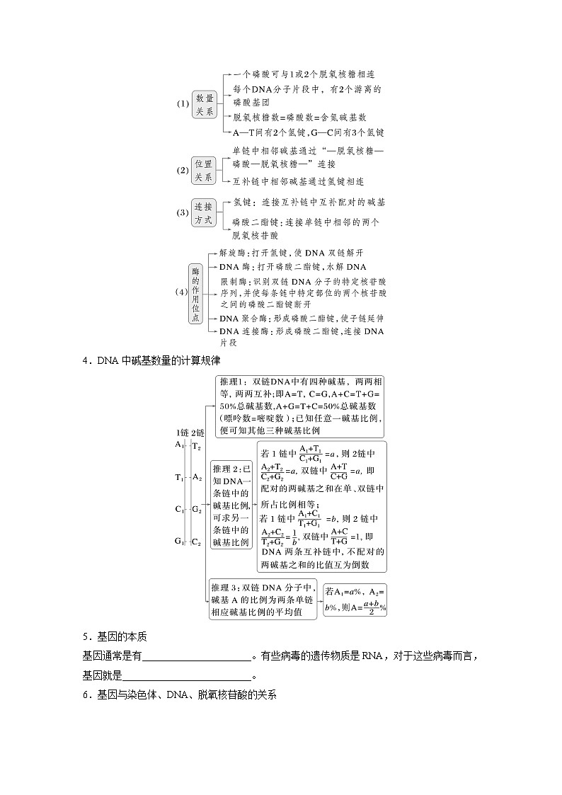 第六單元　第26課時(shí)　DNA的結(jié)構(gòu)、復(fù)制和基因的本質(zhì)（學(xué)生版）第3頁