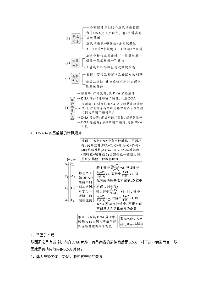 第六單元　第26課時(shí)　DNA的結(jié)構(gòu)、復(fù)制和基因的本質(zhì)（教師版）第3頁