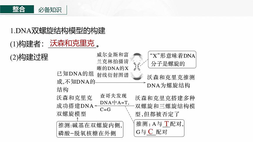 第六單元　第26課時(shí)　DNA的結(jié)構(gòu)、復(fù)制和基因的本質(zhì)第8頁