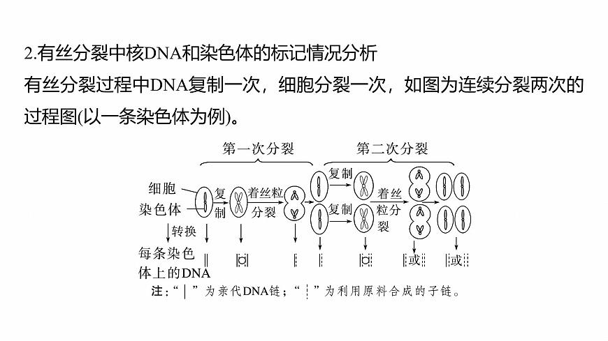 第四單元 專題突破5 DNA復(fù)制與細(xì)胞分裂中染色體的標(biāo)記問題第5頁