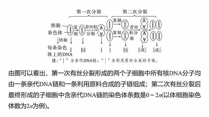 第四單元 專題突破5 DNA復(fù)制與細(xì)胞分裂中染色體的標(biāo)記問題第6頁